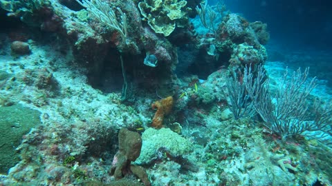 Pair of Smooth Trunkfish