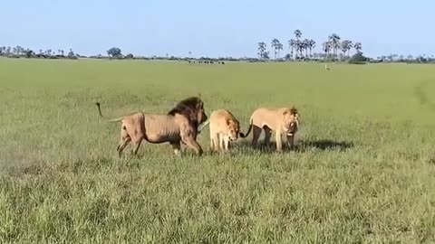 Adult lion vs. two young males! Botswana