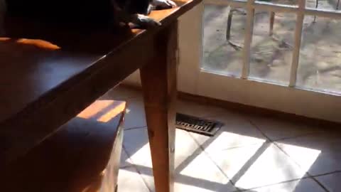 Black dog sunbathes on wooden kitchen table