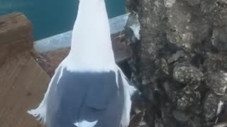 Seagull Steals a Meal