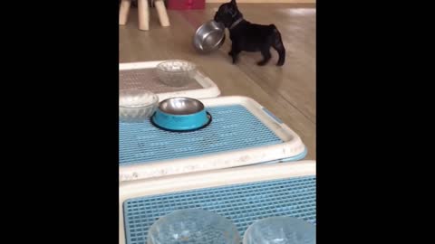 Funny dog stealing a bowl