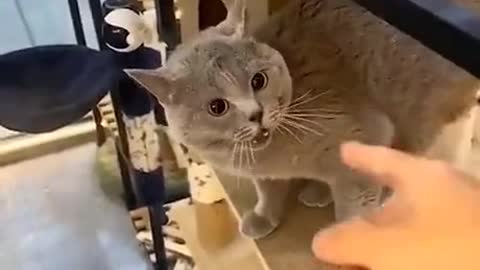 Yaya-speaking cute cat 🦥