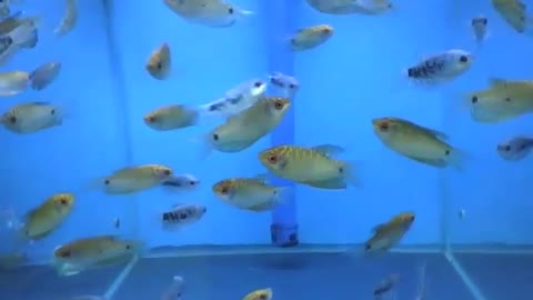 Trichogaster fish swimming in the store's aquarium, are very calm [Nature & Animals]