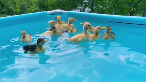 Cute Baby Ducklings in pool for the First Time!