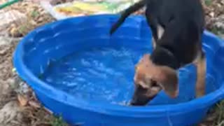 Puppy’s first swimming pool