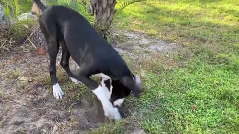 Funny great dane pupy love to run dirt and mud zoomes