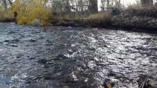 Autumn stream