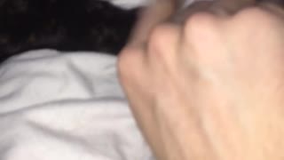 Cat wants to hold hands