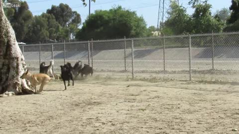 Squirrel outsmarts dogs