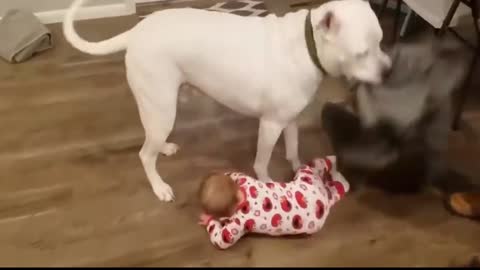 Hide and seek game between a dog and an infant