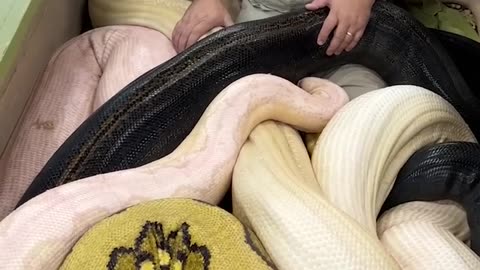 20 feet Python Bit The Cameraman