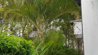 Bees Swarm House