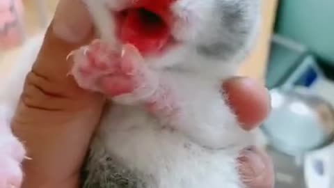 New born cute baby cat so lovely , Funniest Cats, Best Funny Cat Videos Of This Week #short 52