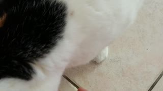 Callie shakes for a treat