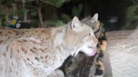 House cat and Lynx's are best buddies.