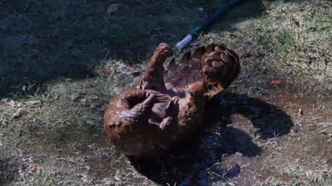 Pangolin taking a shower in a hose