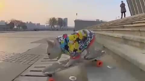Dog having skateboarding talent