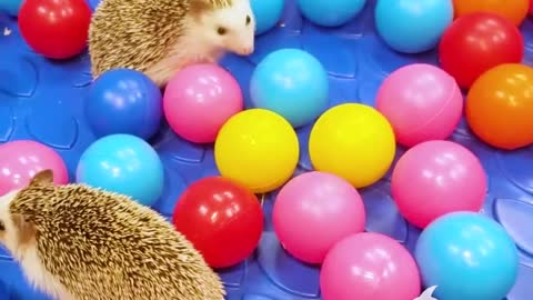 Hedgehog Pool Party!!