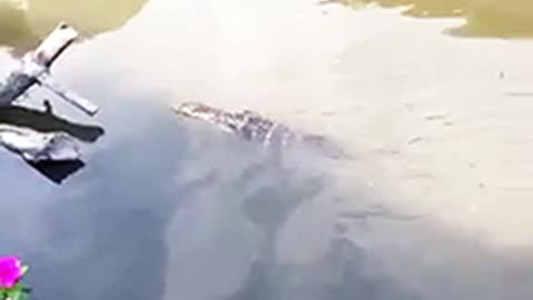Mysterious swimming creature leaves tourists guessing