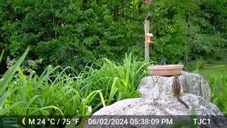 Chipmunk and Indigo Bunting