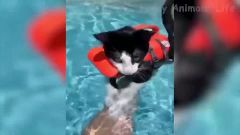 Cat swimming in Whatar