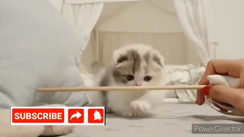 Funny cats and cute Kitten