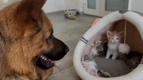 Gentle German Shepherd Plays with Baby Kittens