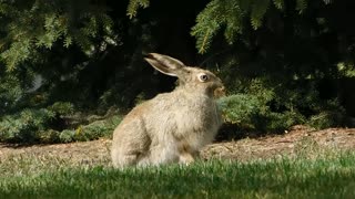 Curious Rabbit Waits In Garden For carrots Arrival