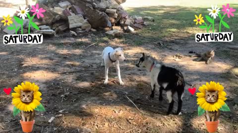 Goat versus Pitbull ! Watch what goat does !