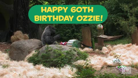 World’s oldest living male gorilla enjoys 60th birthday celebration