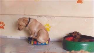 Golden Retriever Is Surprised That He Cannot Sits Because It Doesn’t Fits