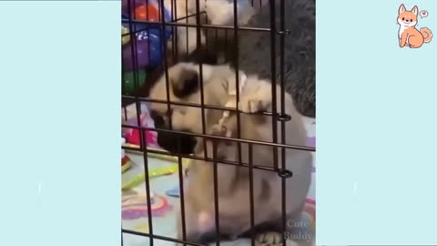 "Laugh Therapy: Hilarious Dog Moments That'll Have You ROFL! 🤣🐶"