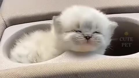 cute kitten 😘🐈