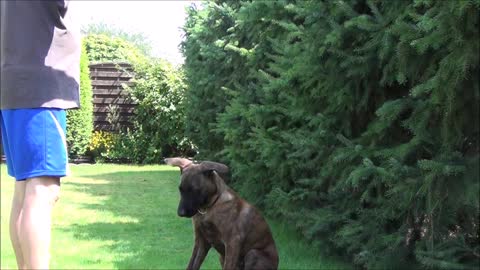 Dogs trying to eat spaghetti- So funny