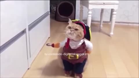 El gato pirata 😍