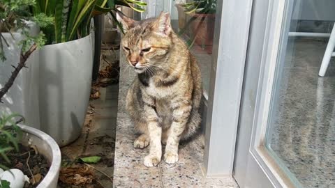 Cute brown cat