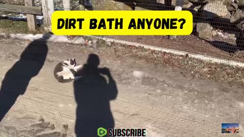 Dirt Bath