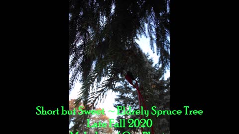 Short but Sweet ~ Elderly Spruce Tree