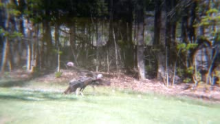 Turkey Fight!