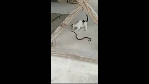 Snake versus cat