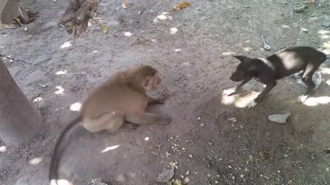 Dog versus Monkey