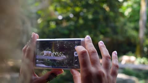 Woman Using Smart Phone Take a Photo of Tiger in Zoo