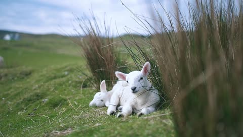 little lambs sitting