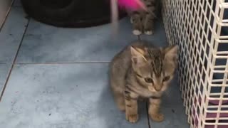 2 Small Cats Playing Together Funny