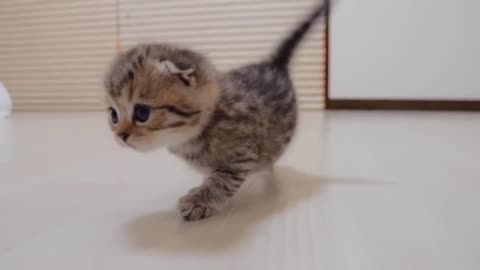 Here is a kitten's cute butt pretending dance. - 2024
