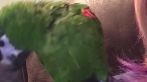 Parrot wants to play peek-a-boo with owner