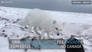 Raposa-do-ártico se aproxima de exploradores no Canadá