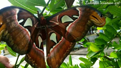 The discovery of a giant butterfly or elephant butterfly that is already rare 8