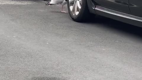Seagull Caught Pecking at Car