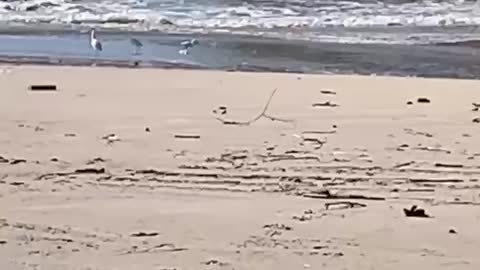 Praia da Lagoinha - Florianópolis